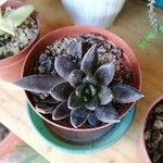 Echeveria affinisЛист