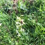 Platanthera bifolia花