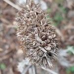 Eryngium giganteum Fruit