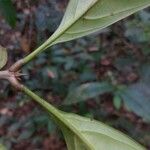Quiina integrifolia ഇല