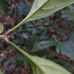 Quiina integrifolia Hoja