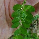 Vicia dumetorum Blad