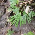 Actiniopteris semiflabellata Leaf