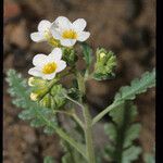 Phacelia brachyloba Συνήθη χαρακτηριστικά