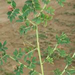 Indigofera hirsuta Hábito