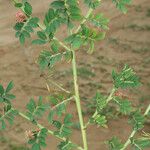 Indigofera hirsuta Vivejo