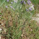 Campanula sibirica Habitus