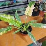 Philodendron bipennifolium Fruto