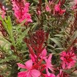 Gaura lindheimeri Habitus