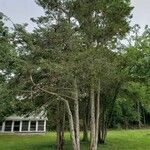 Juniperus virginiana Buveinė