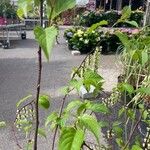 Stachyurus chinensis Flor