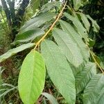 Uvaria scabrida Leaf