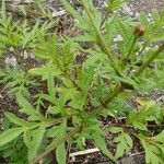 Cosmos sulphureus Leaf