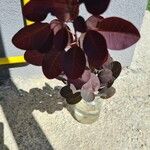 Cotinus coggygriaLeaf