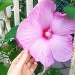 Hibiscus moscheutosFiore