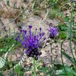 Muscari matritense Flower