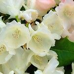 Rhododendron aureum Flor