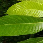 Perebea guianensis Hoja