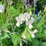 Vicia grandiflora 花