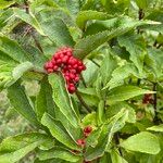 Sambucus racemosa 葉