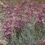 Limonium insigne Habit