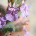 Teucrium scordium Kvet