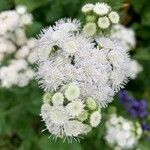 Ageratina adenophora Цвят