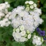 Ageratina adenophora Кветка