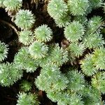 Cotula hispida Hoja