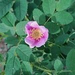 Rosa woodsii Blüte