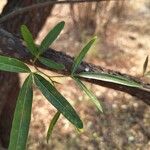 Searsia lancea Leaf