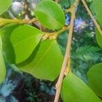 Chrysophyllum hirsutum Leaf