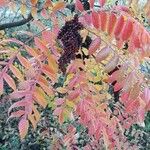 Rhus coriaria Лист