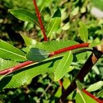 Salix daphnoides Hostoa