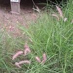 Cenchrus pedicellatus Flower