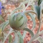 Solanum elaeagnifolium Fruit