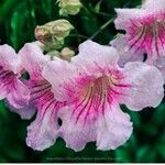 Tabebuia rosea Цветок