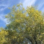 Parkinsonia aculeata Hábito