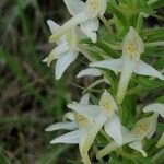 Platanthera bifolia Kvet