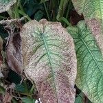 Rumex sanguineus Leaf