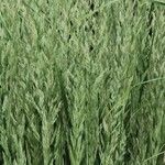 Poa trivialis Folha