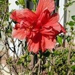 Hibiscus rosa-sinensisBlomma