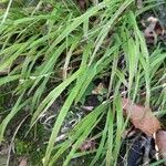 Melica uniflora Leaf