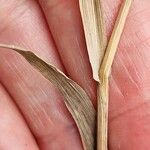 Bromus inermis Hostoa