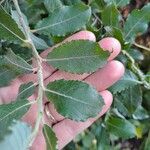 Salix cinerea Leaf