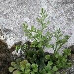 Asplenium ruta-muraria List