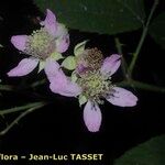 Rubus silvaticus Flower
