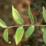 Agathis dammara Leaf