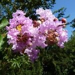 Lagerstroemia indica फूल