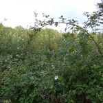 Rubus bertramii Habitat